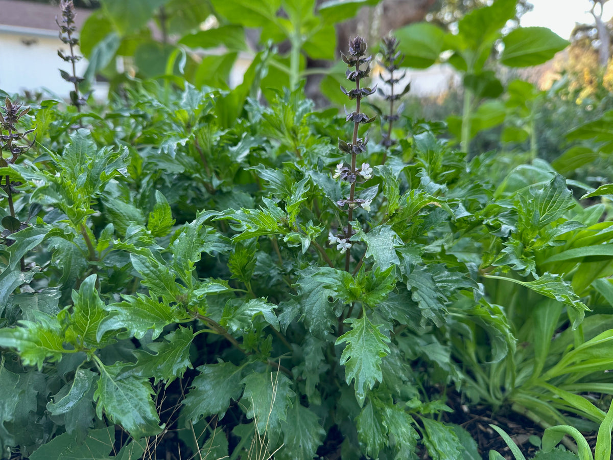 Mrihani Basil