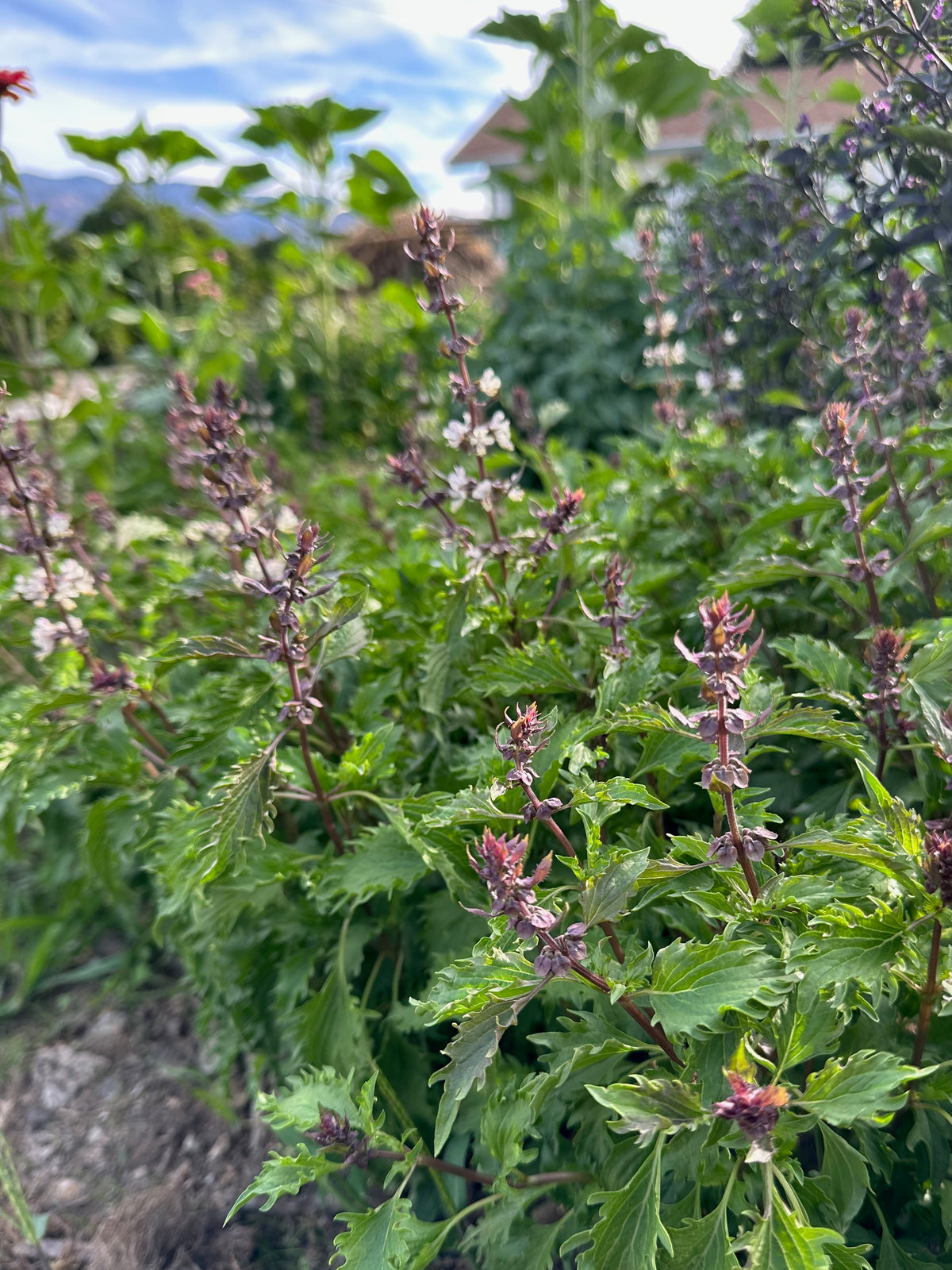 Mrihani Basil