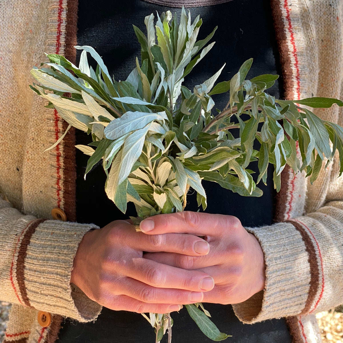California Mugwort