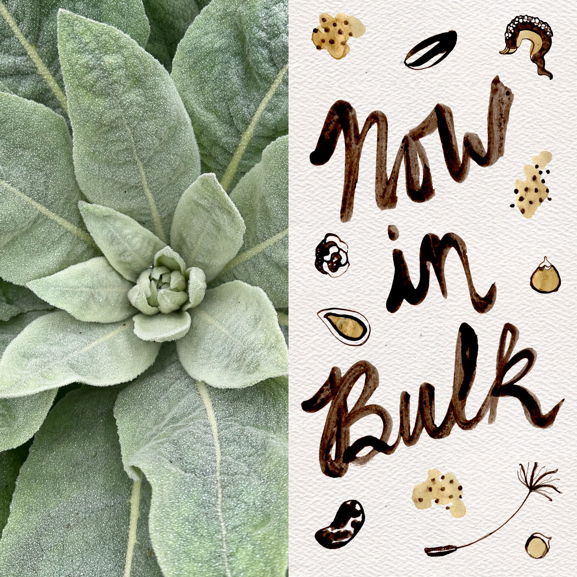 mr cheeks plant a seed Common / Great Mullein Seeds