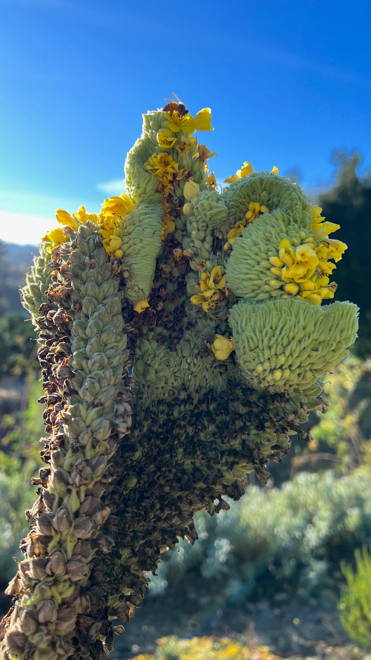 Common Mullein fasciation flower head cresting bee on flowers