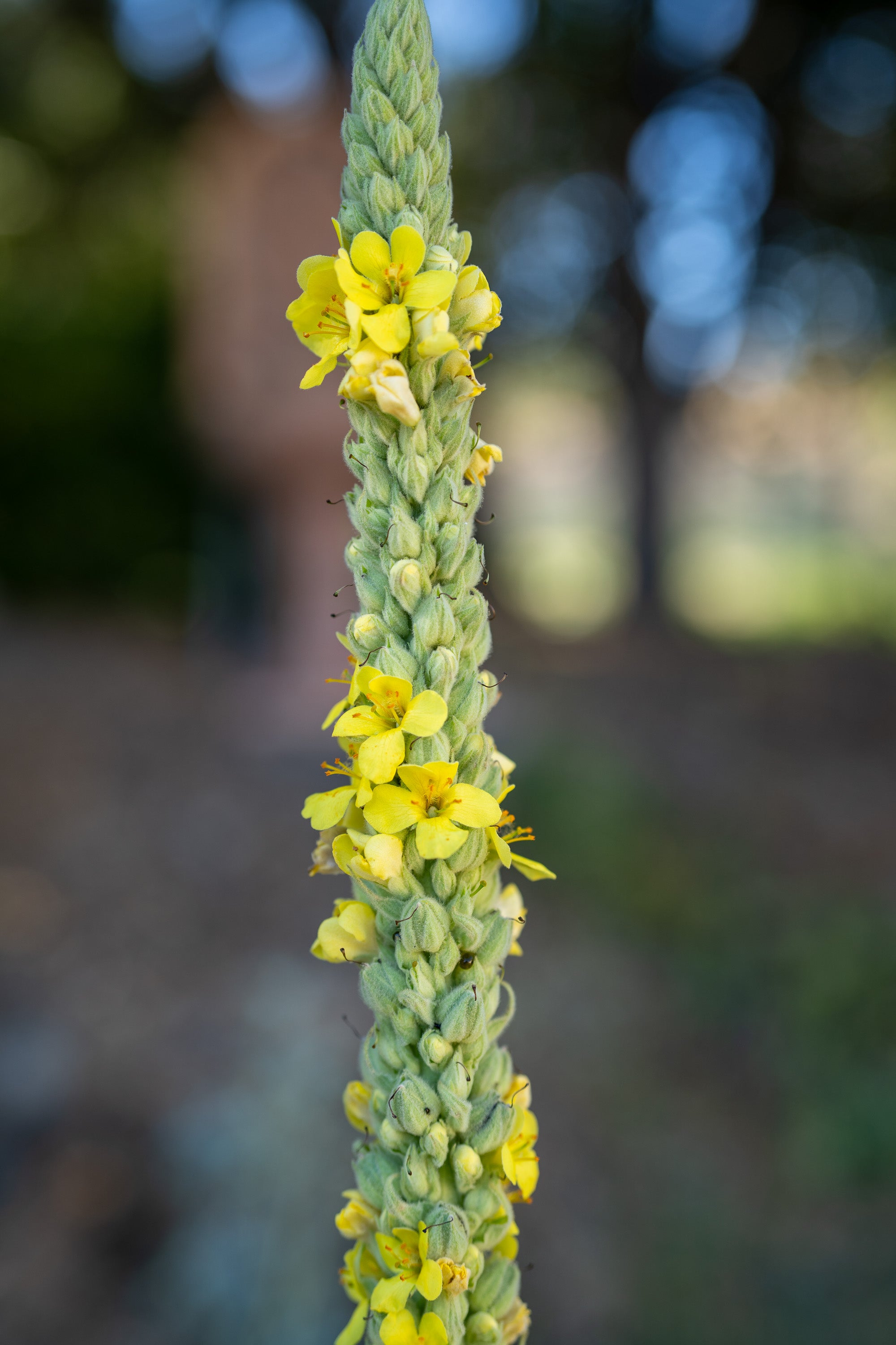 mr cheeks plant a seed Common / Great Mullein Seeds