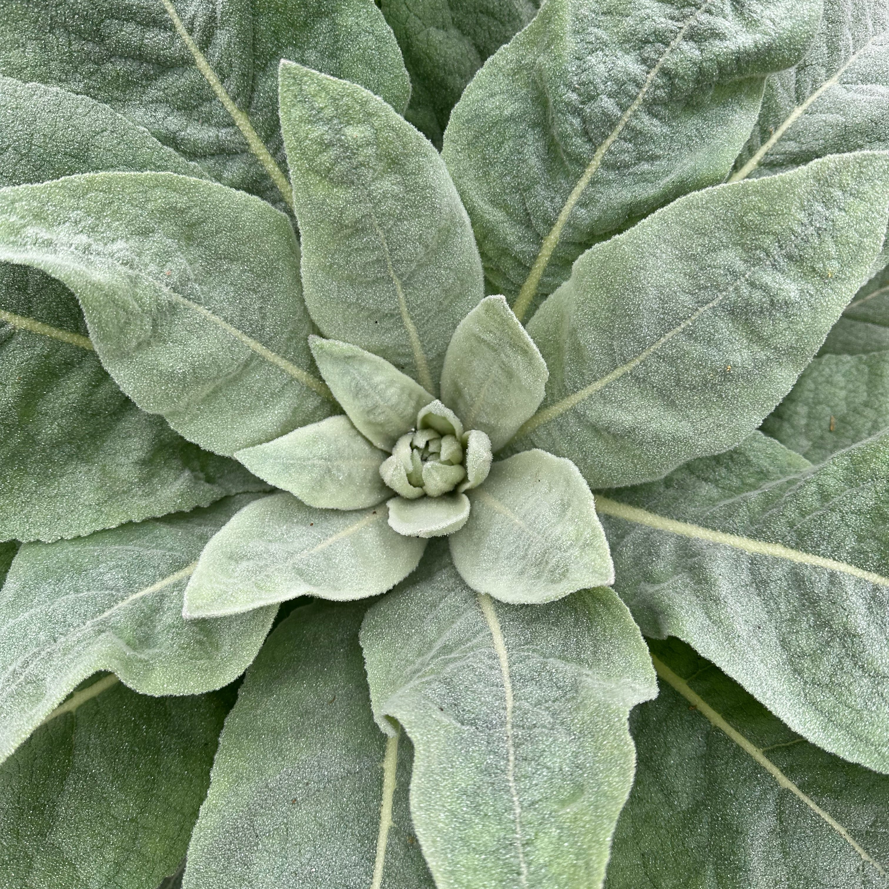 Common / Great Mullein Seeds - The Plant Good Seed Company