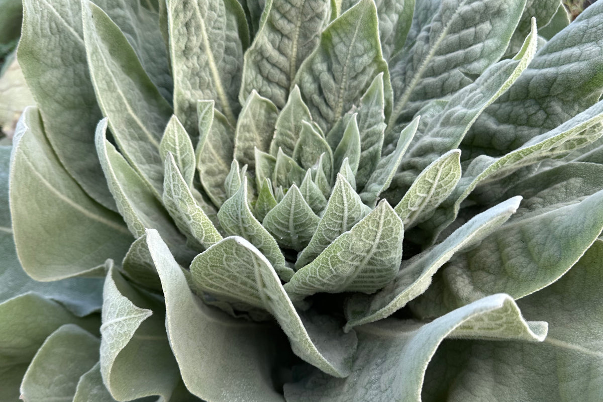 Common Mullein is a biennial plant. Here is a shot of it beginning to bolt.