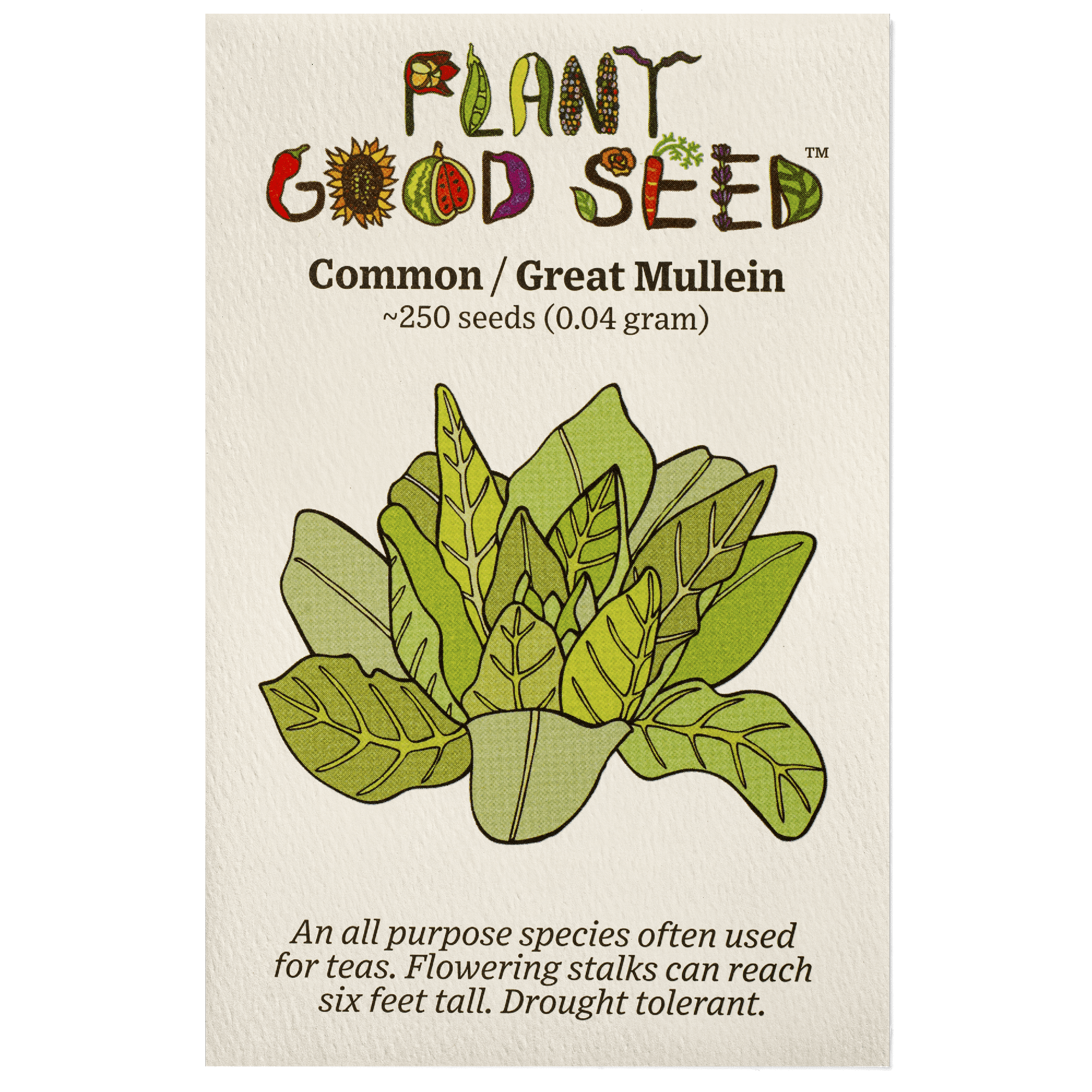 planting mullein seeds Common / Great Mullein Seeds