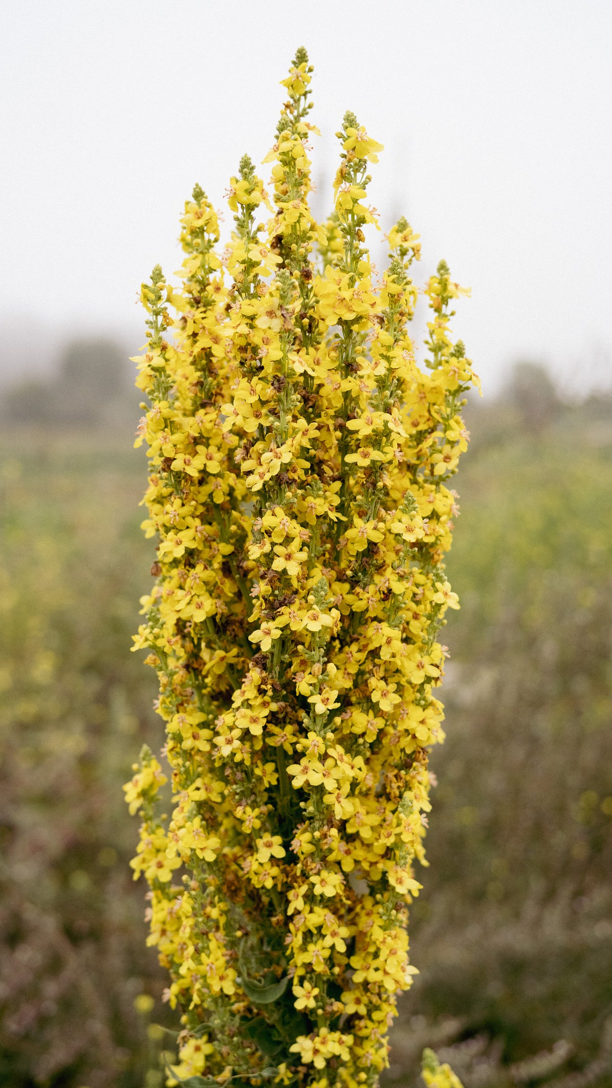 Dense Flowered Mullein Seeds - The Plant Good Seed Company