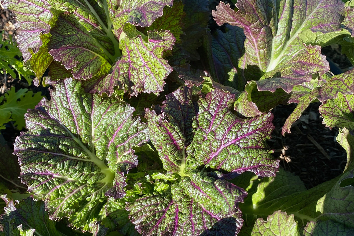 Dragon&#39;s Tongue Mustard Green