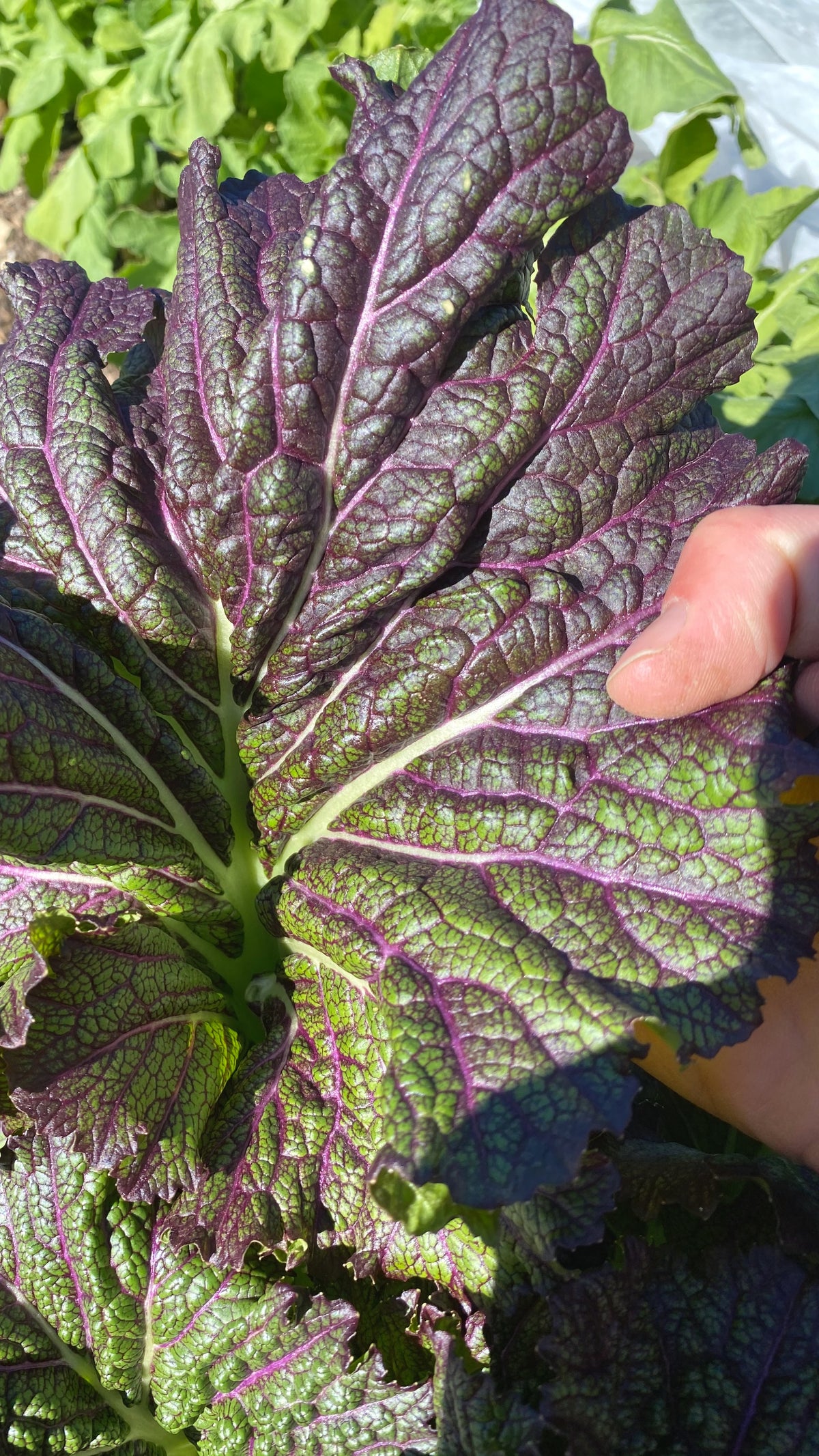 Dragon&#39;s Tongue Mustard Green