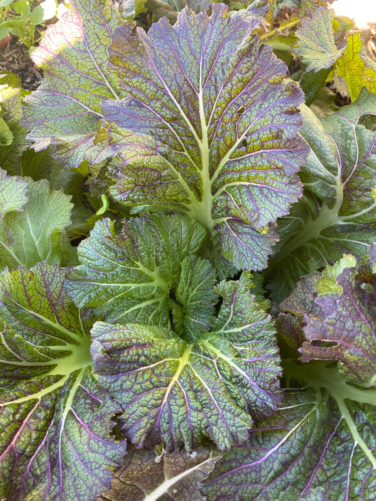 Dragon&#39;s Tongue Mustard Green