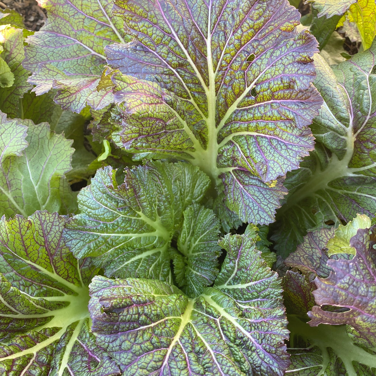 Dragon&#39;s Tongue Mustard Green