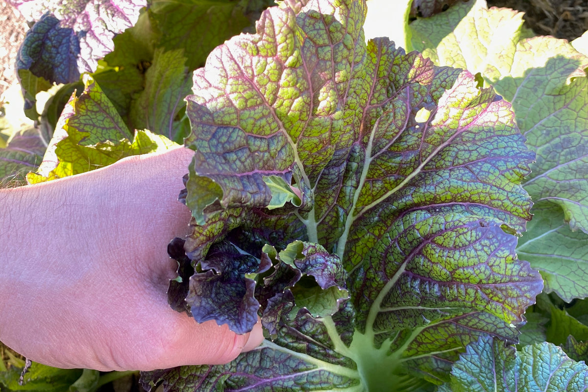 Dragon&#39;s Tongue Mustard Green