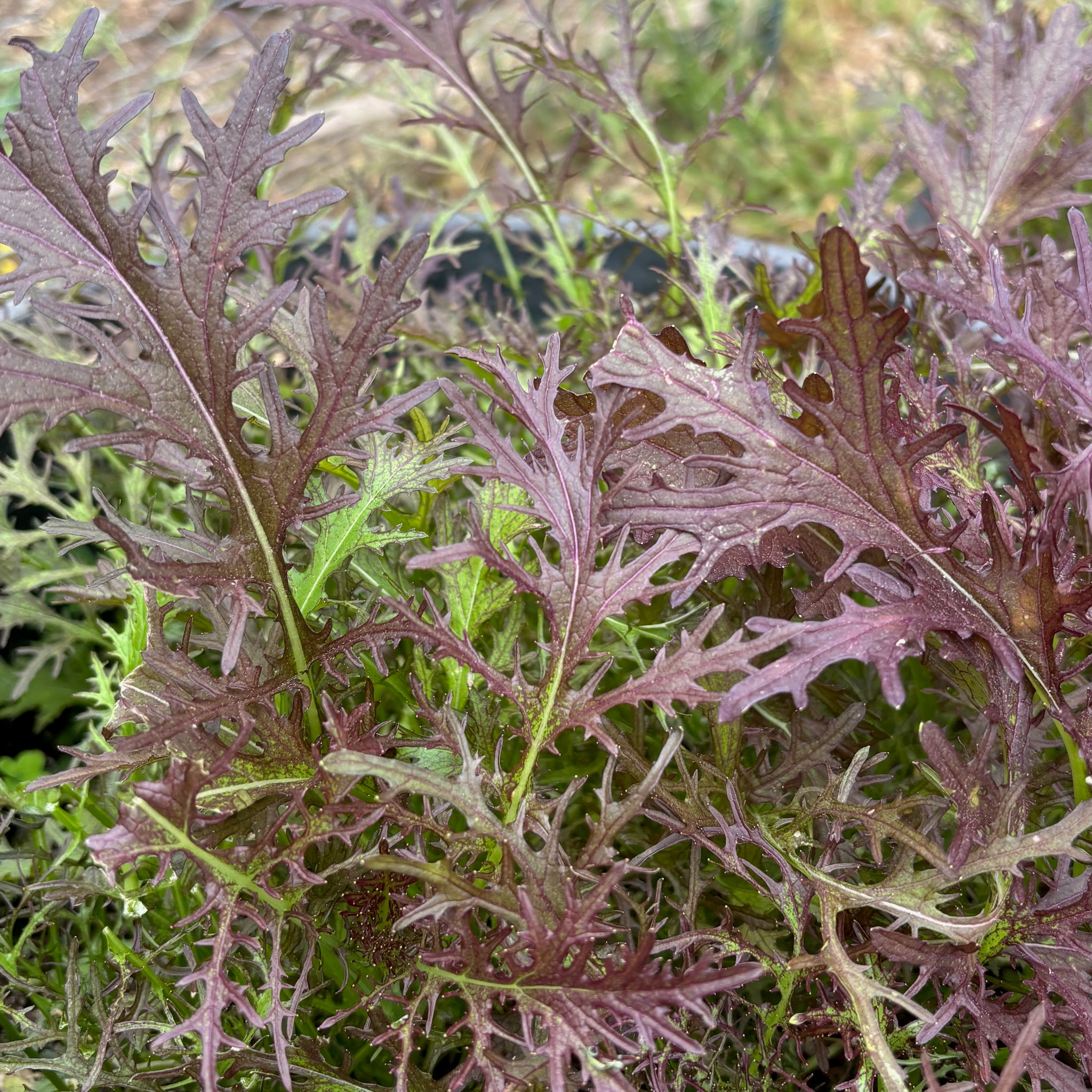 Ruby Streaks Mustard Green Seeds - The Plant Good Seed Company