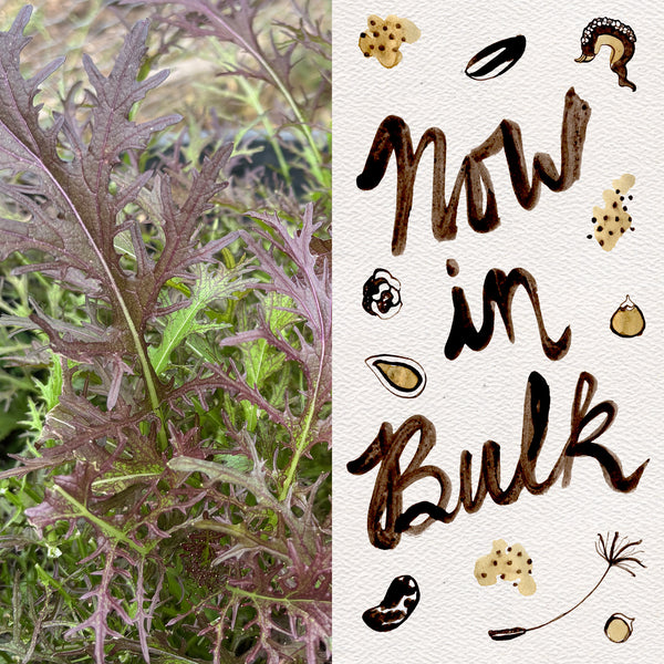 Ruby Streaks Mustard Green Seeds - The Plant Good Seed Company