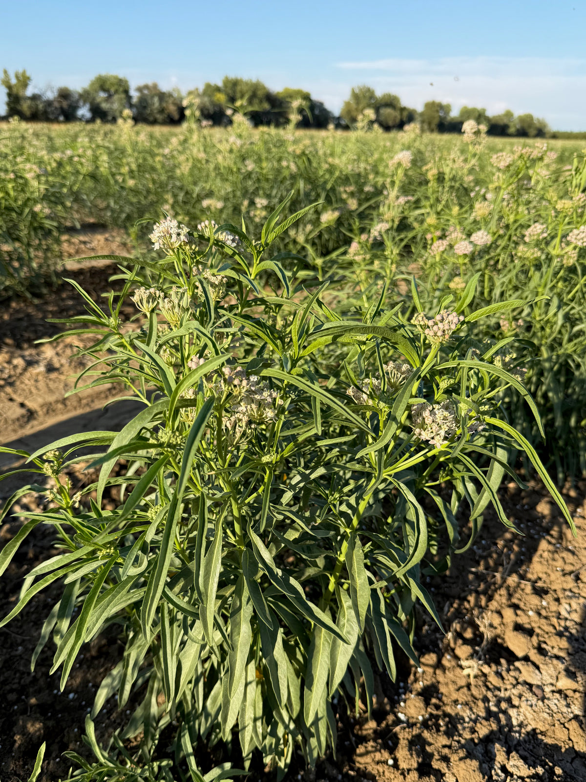 Narrowleaf Milkweed