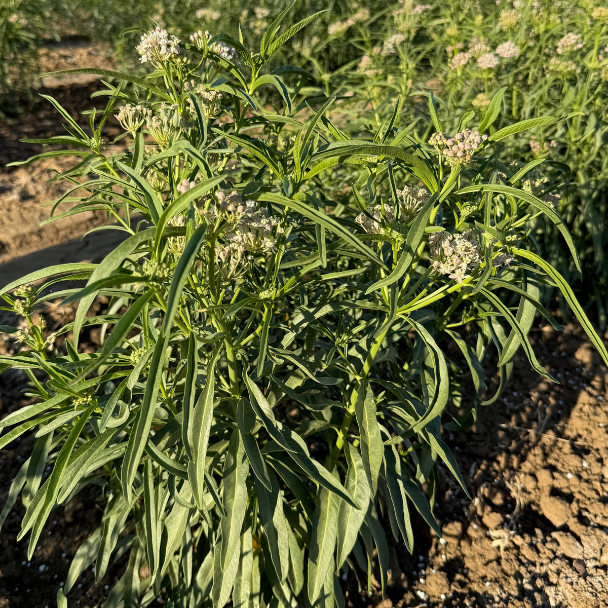 Narrowleaf Milkweed
