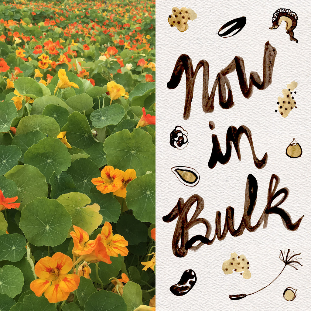 Nasturtium Seeds Mixed Colors