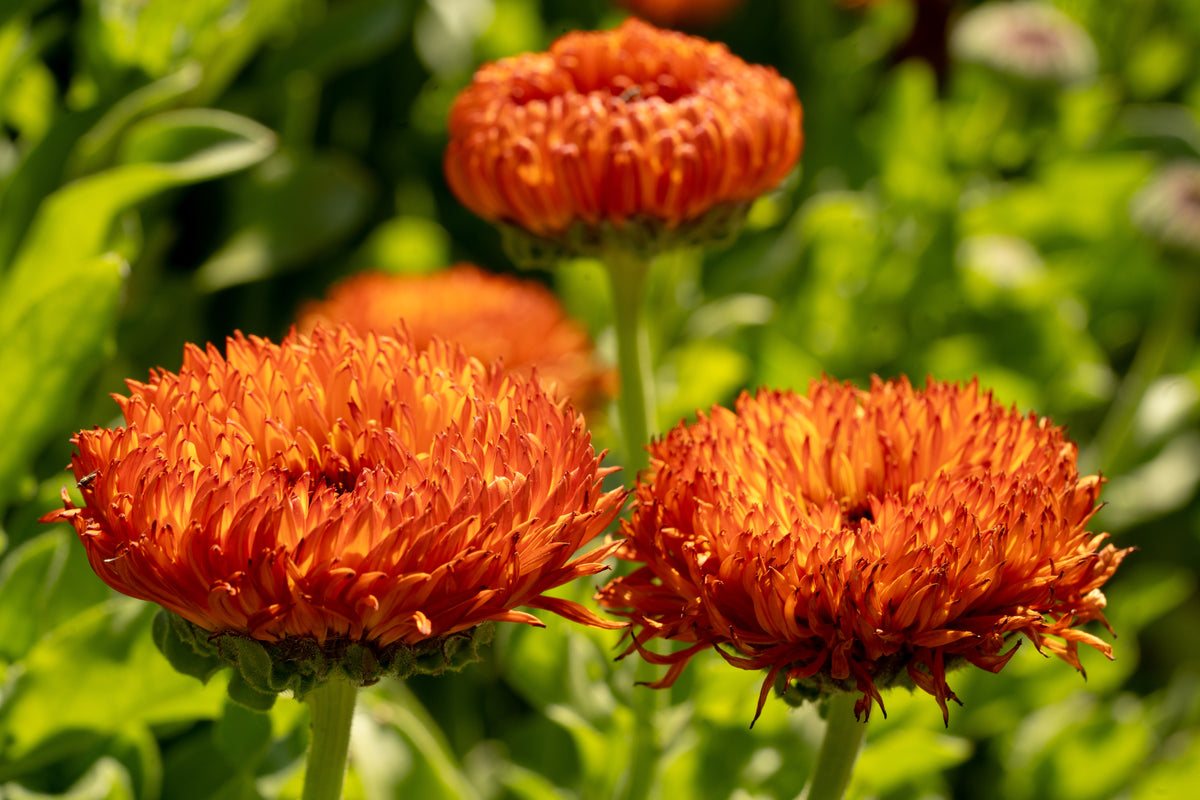 Neon Calendula