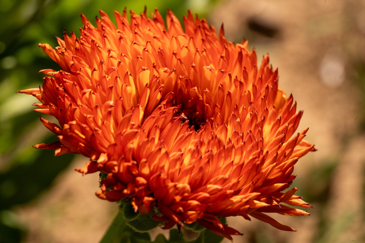 Neon Calendula