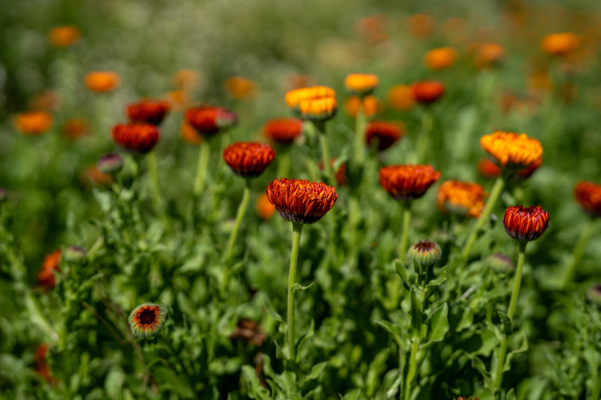 Neon Calendula