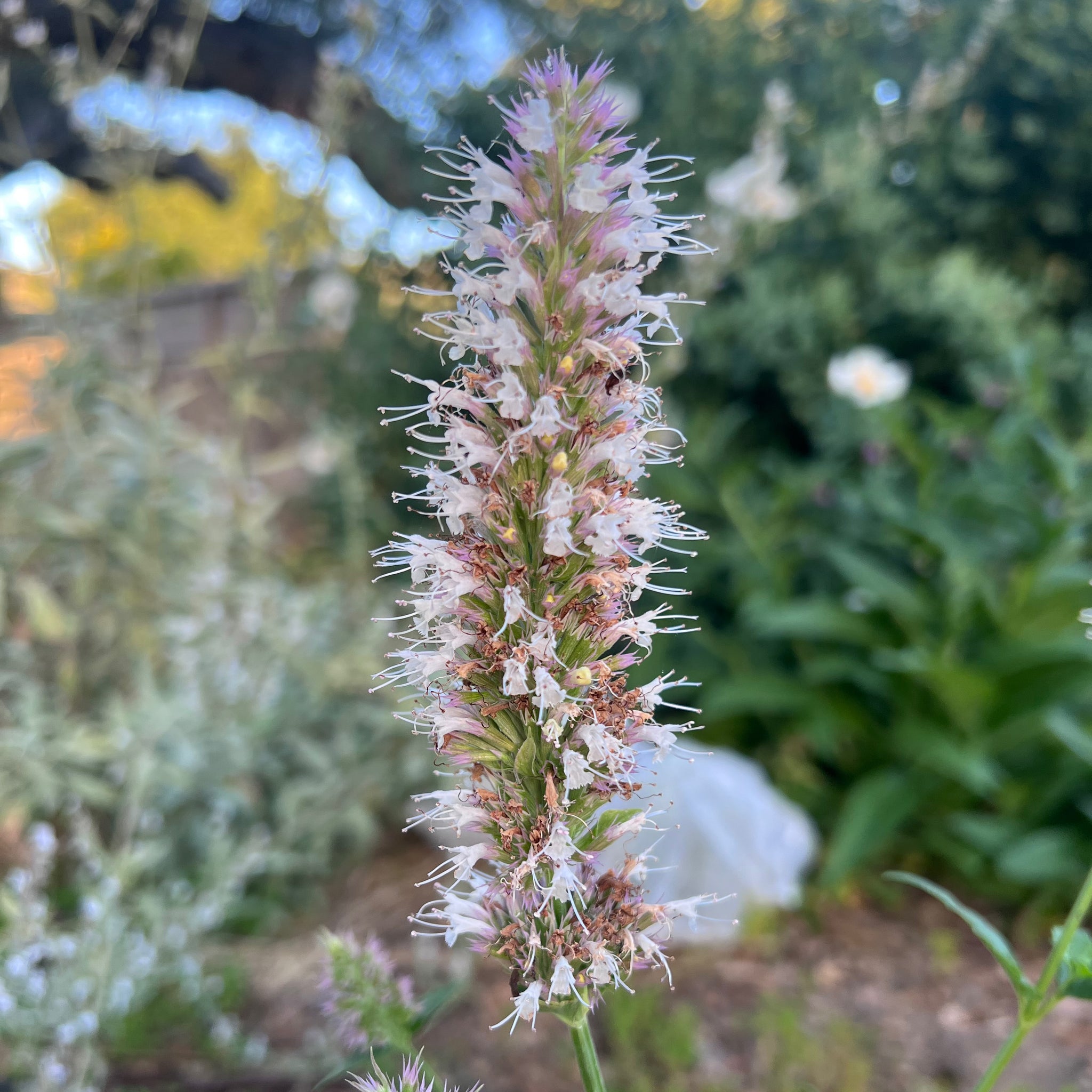 seeds to plant in winter california California Natives Seed Collection - Eight Packets
