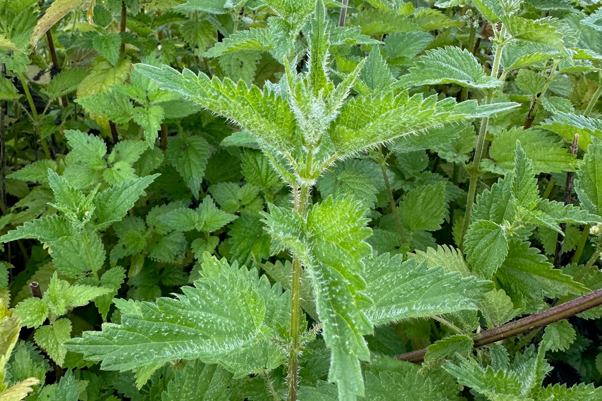 Stinging Nettle Seeds - The Plant Good Seed Company