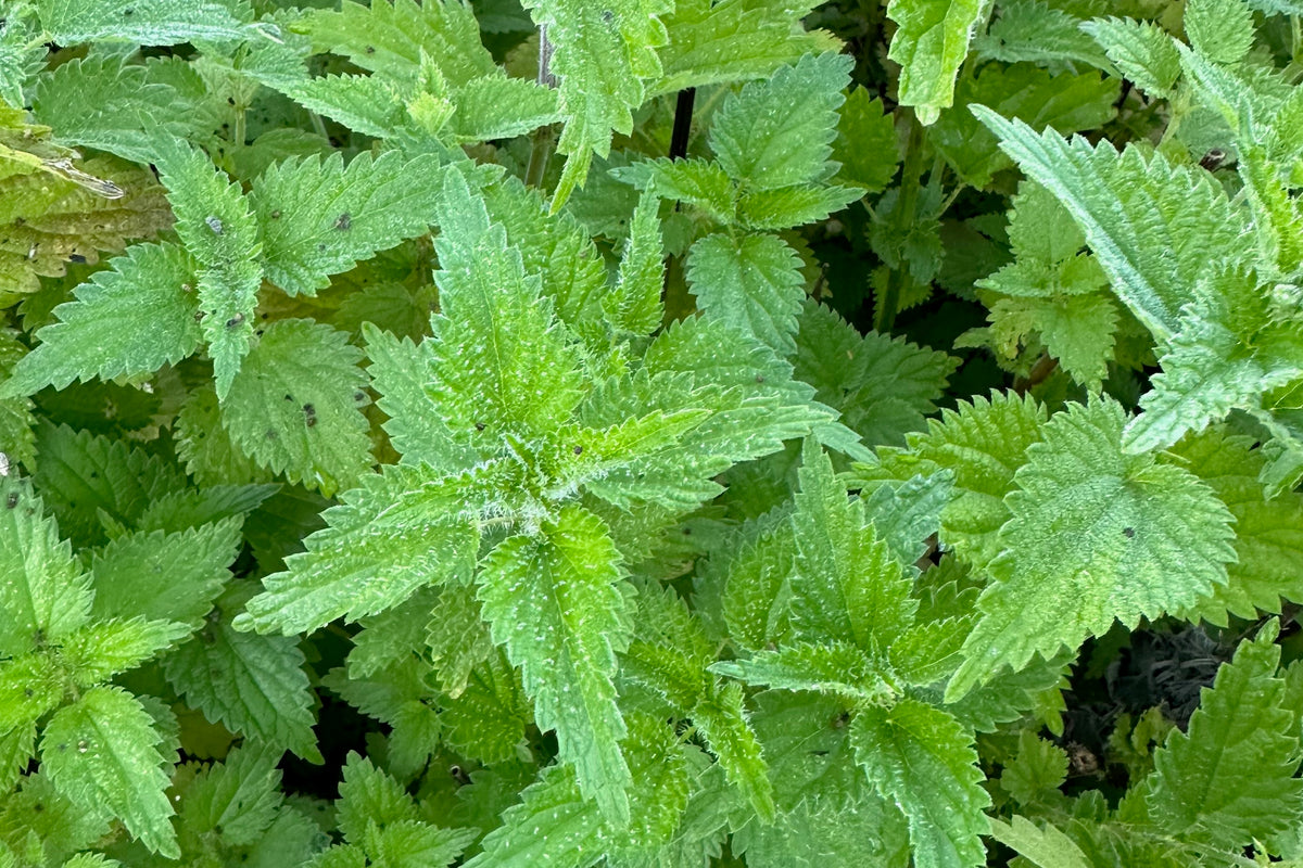 Stinging Nettle