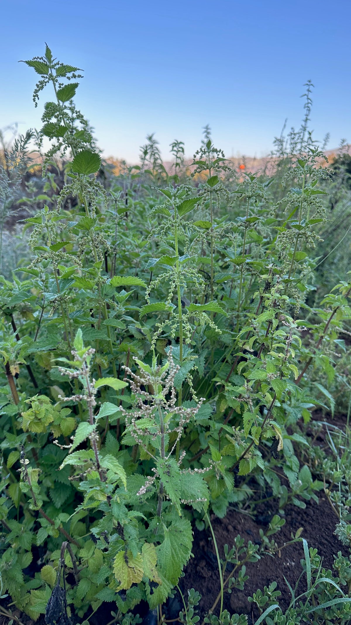 Stinging Nettle