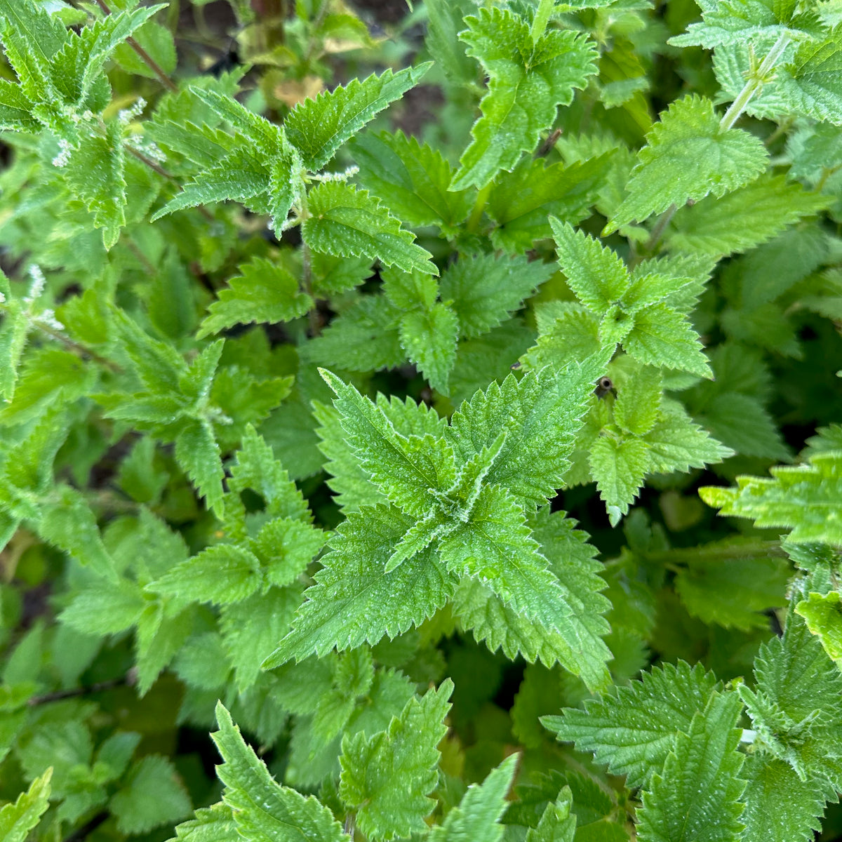 Stinging Nettle