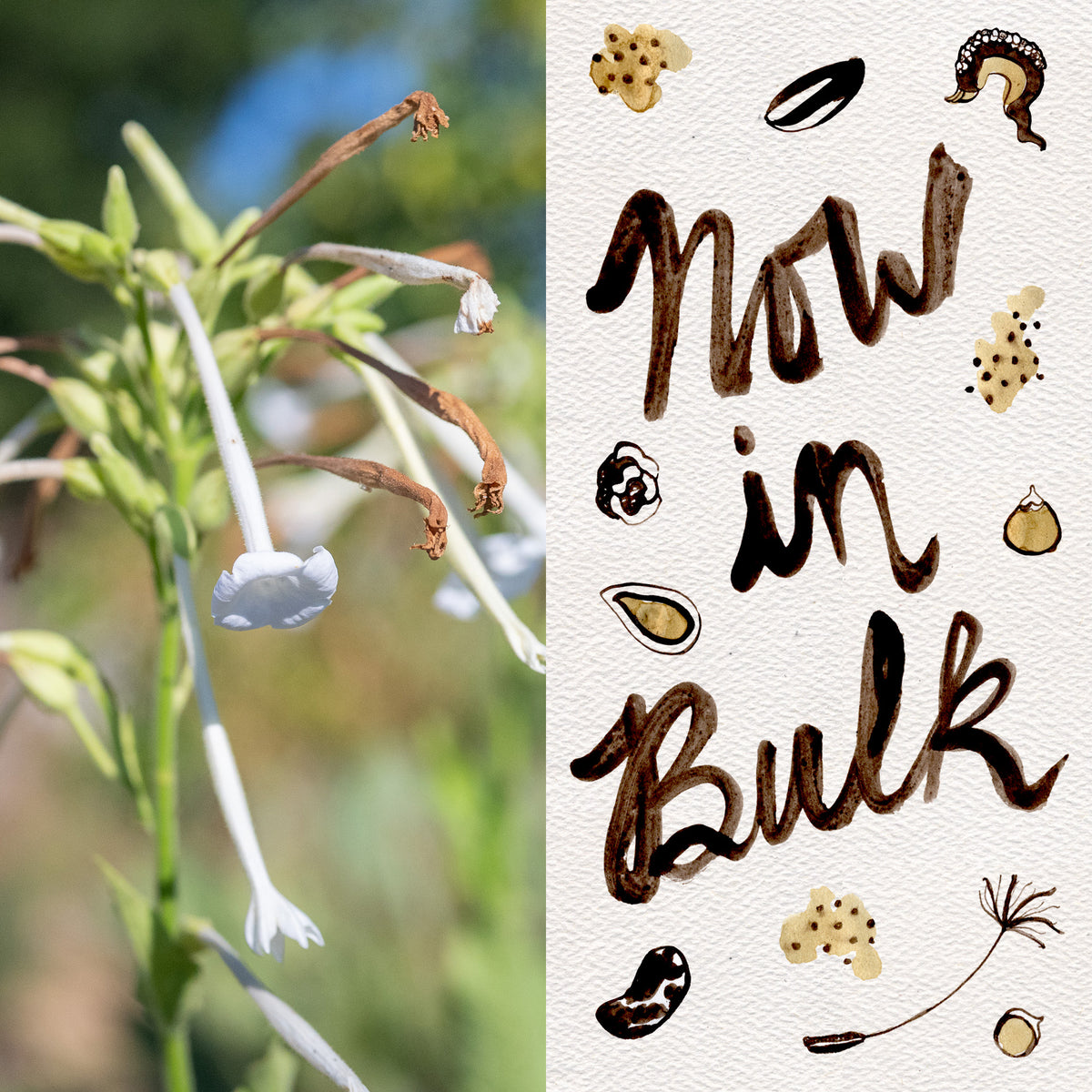 Sylvestris / Woodland Tobacco Seed