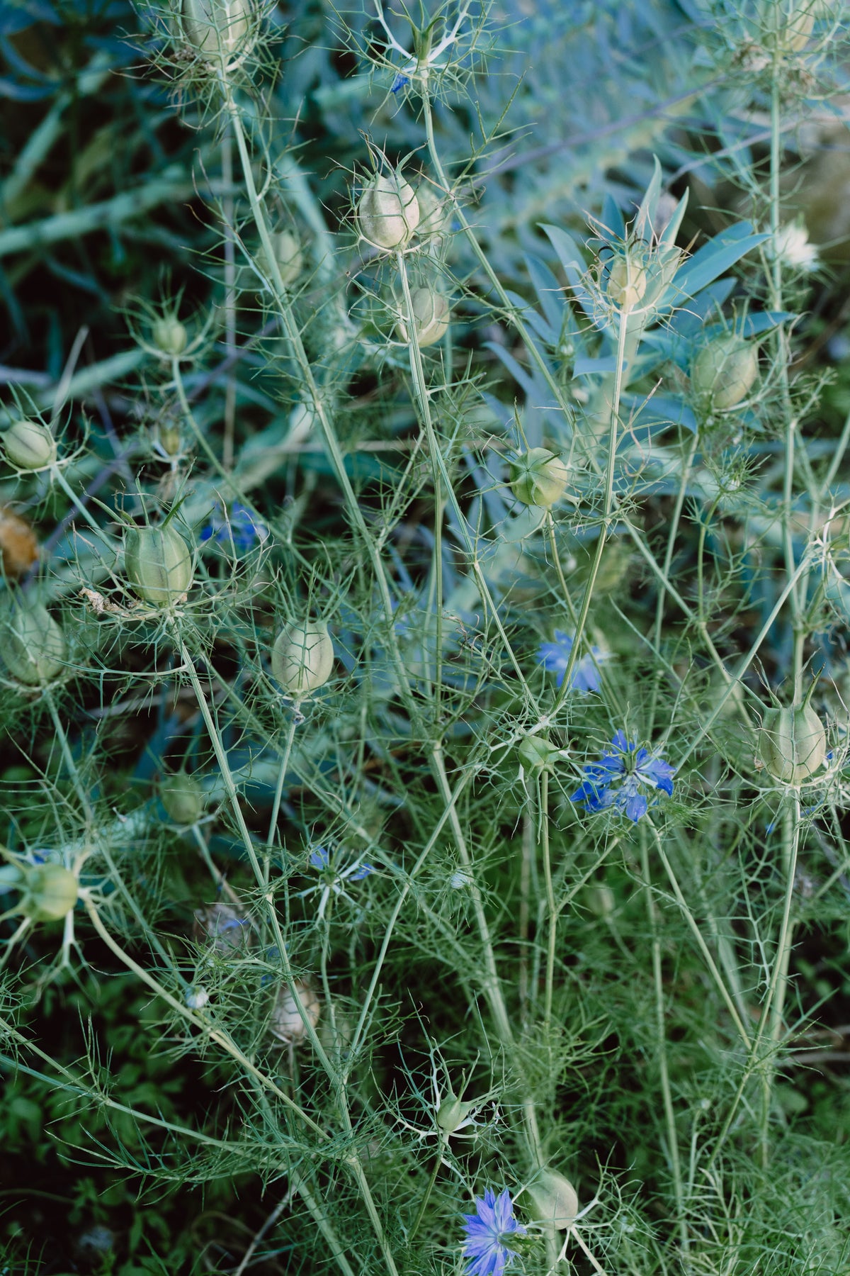 Nigella / Love-in-a-Mist