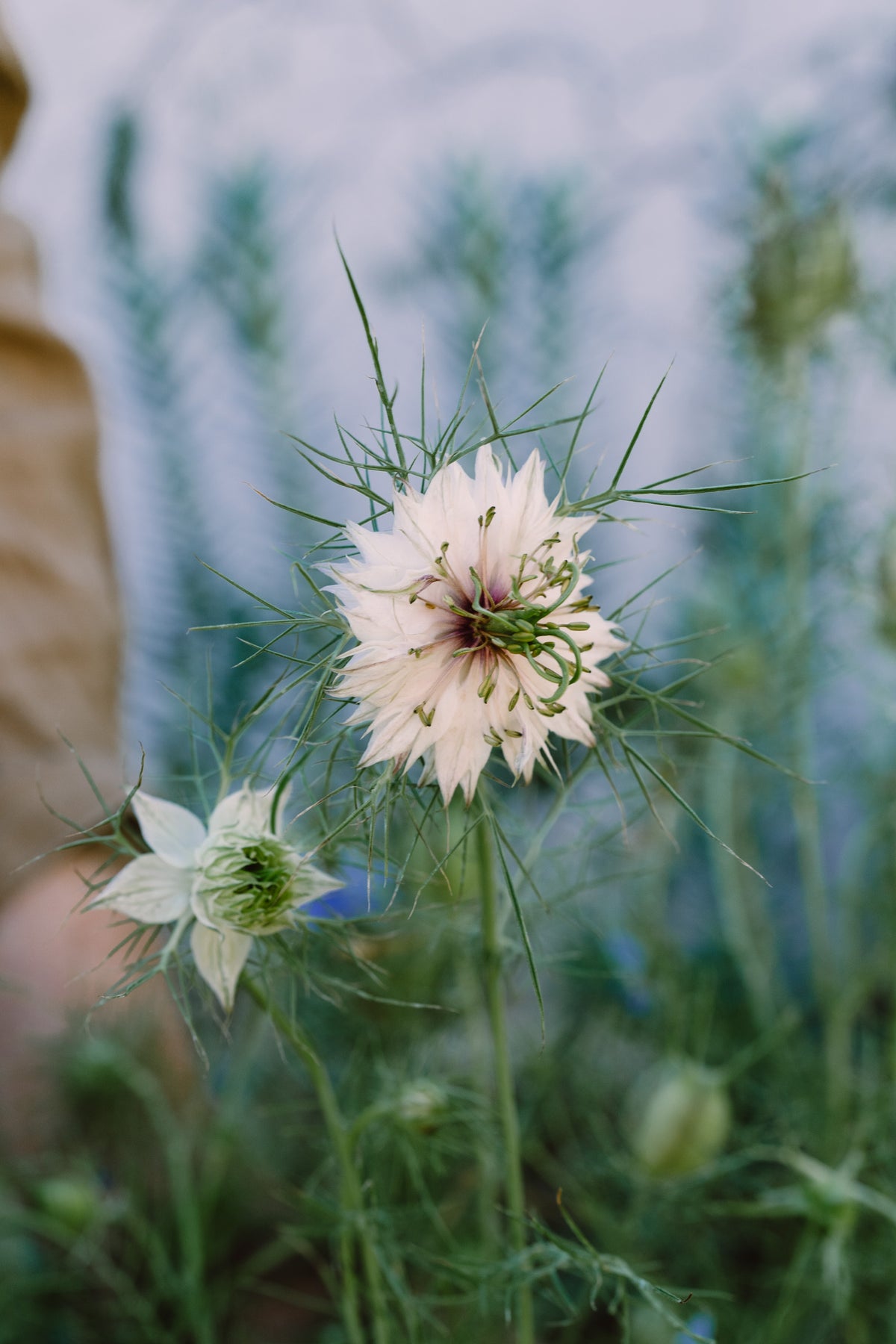 Nigella / Love-in-a-Mist