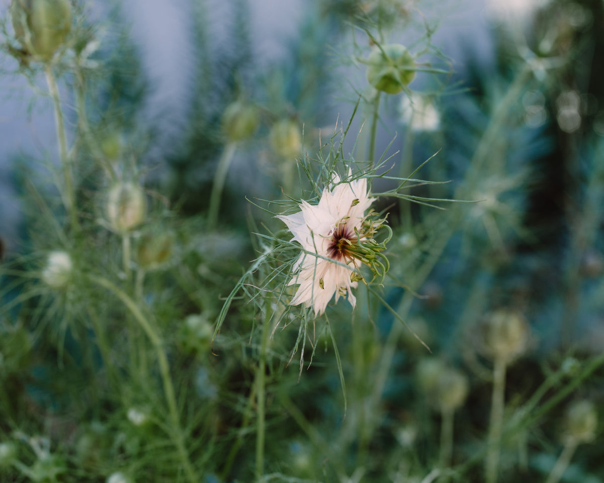 Nigella / Love-in-a-Mist