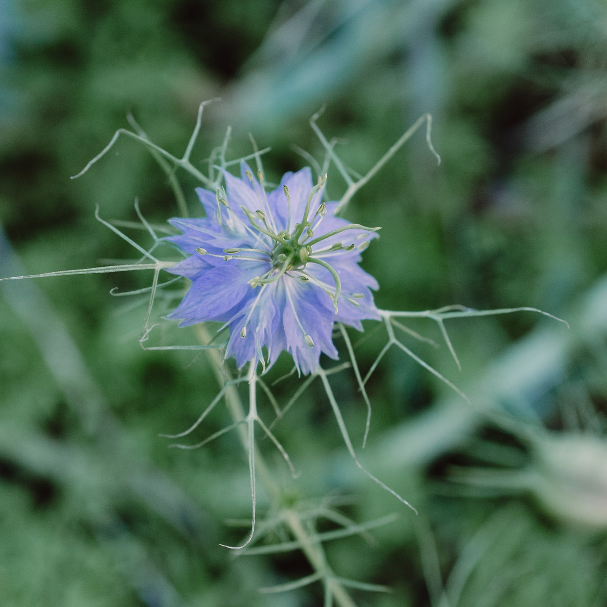 Nigella / Love-in-a-Mist