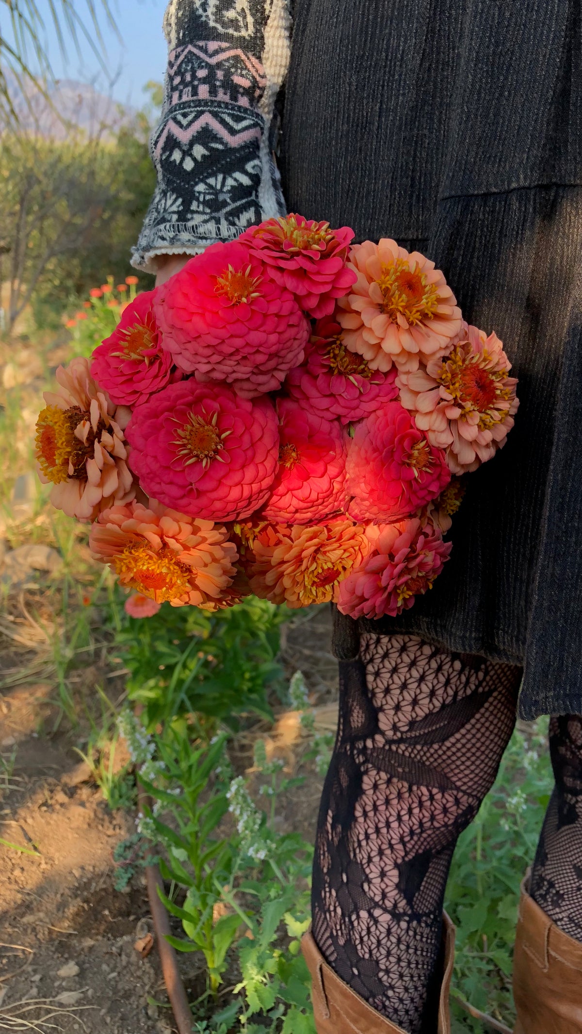 Oklahoma Salmon Zinnia Flower