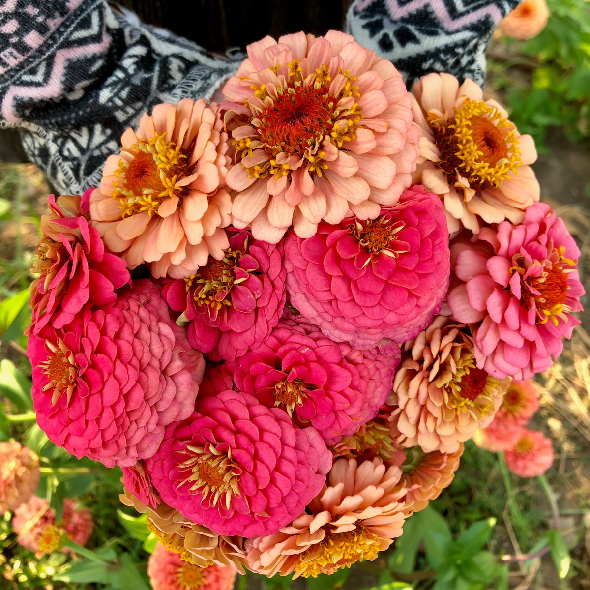 Oklahoma Salmon Zinnia Flower
