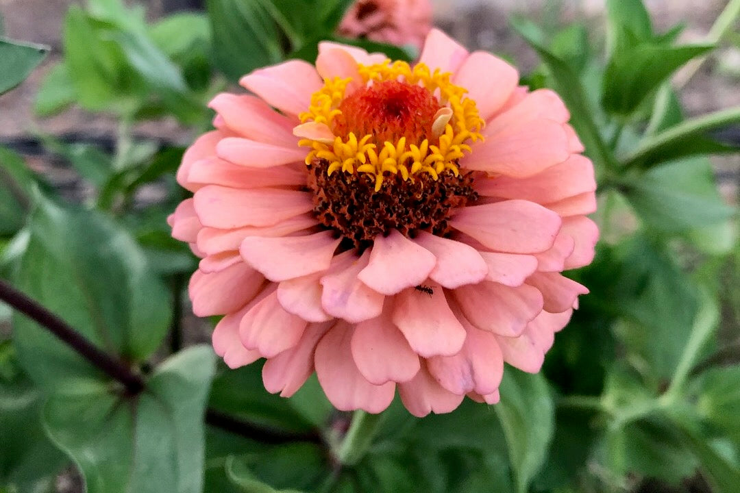 Oklahoma Salmon Zinnia Flower