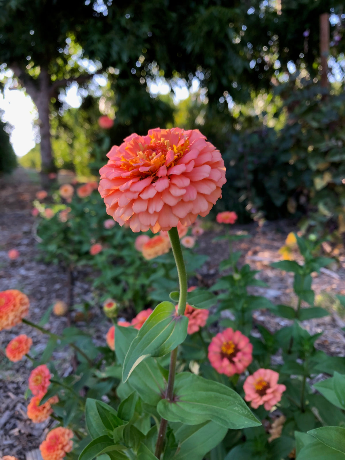 Oklahoma Salmon Zinnia Flower