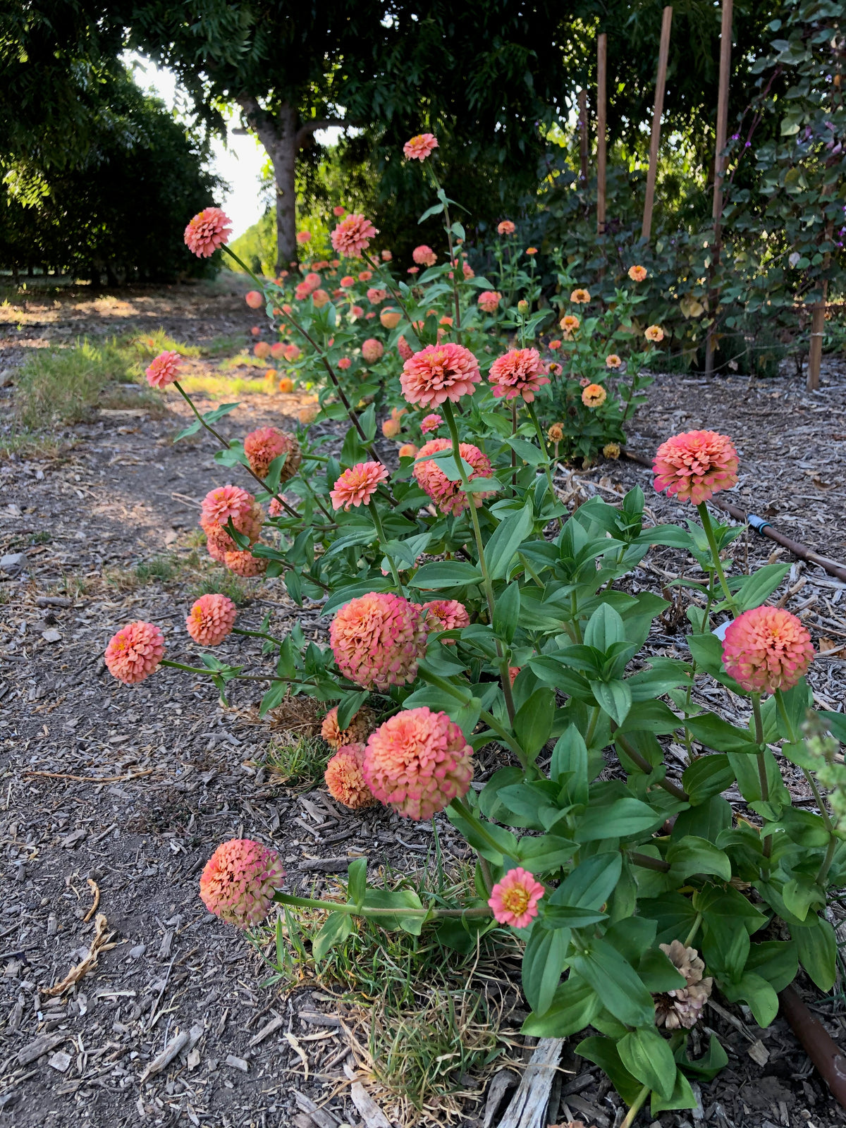 Oklahoma Salmon Zinnia Flower