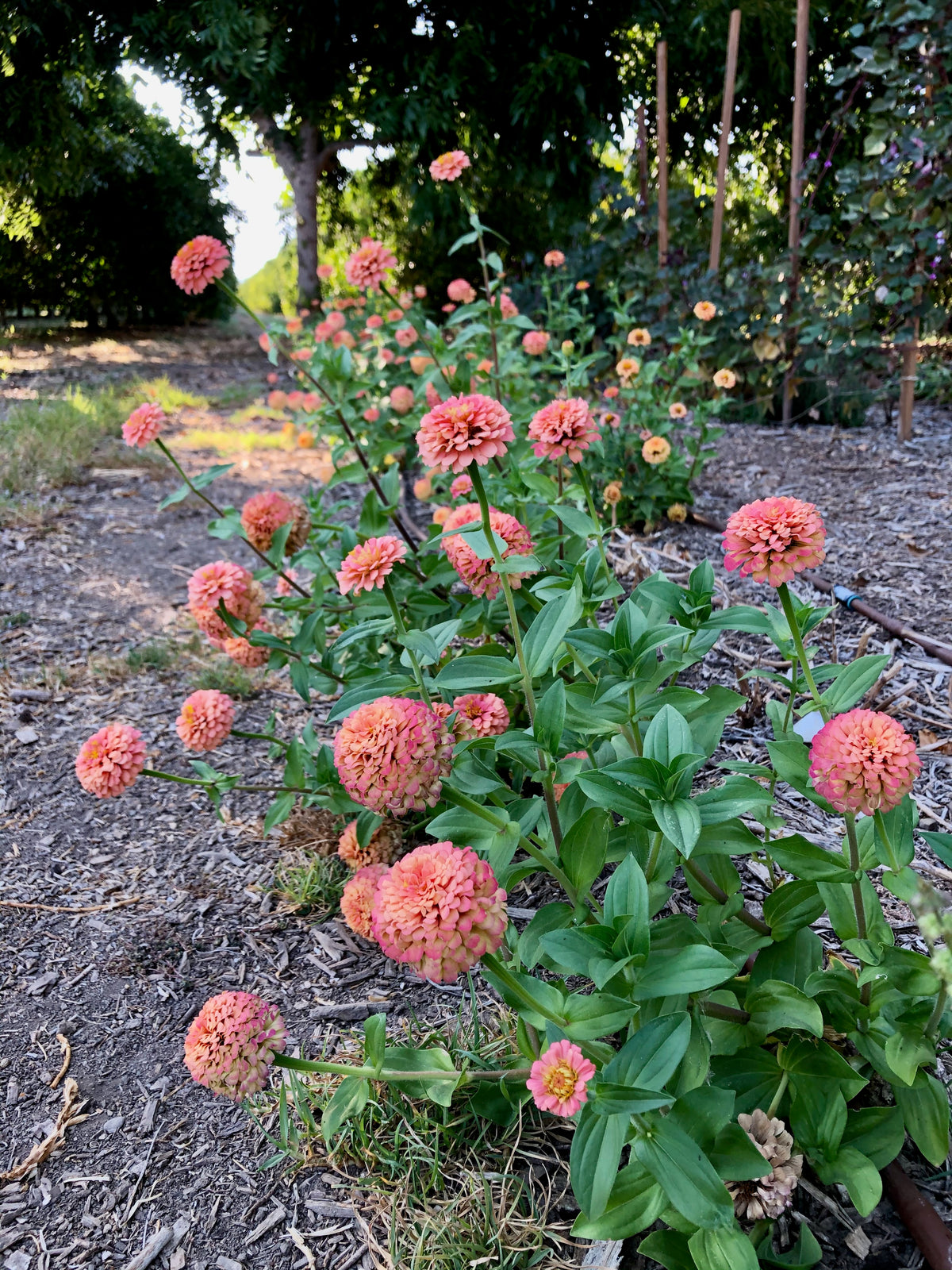 Oklahoma Salmon Zinnia Flower