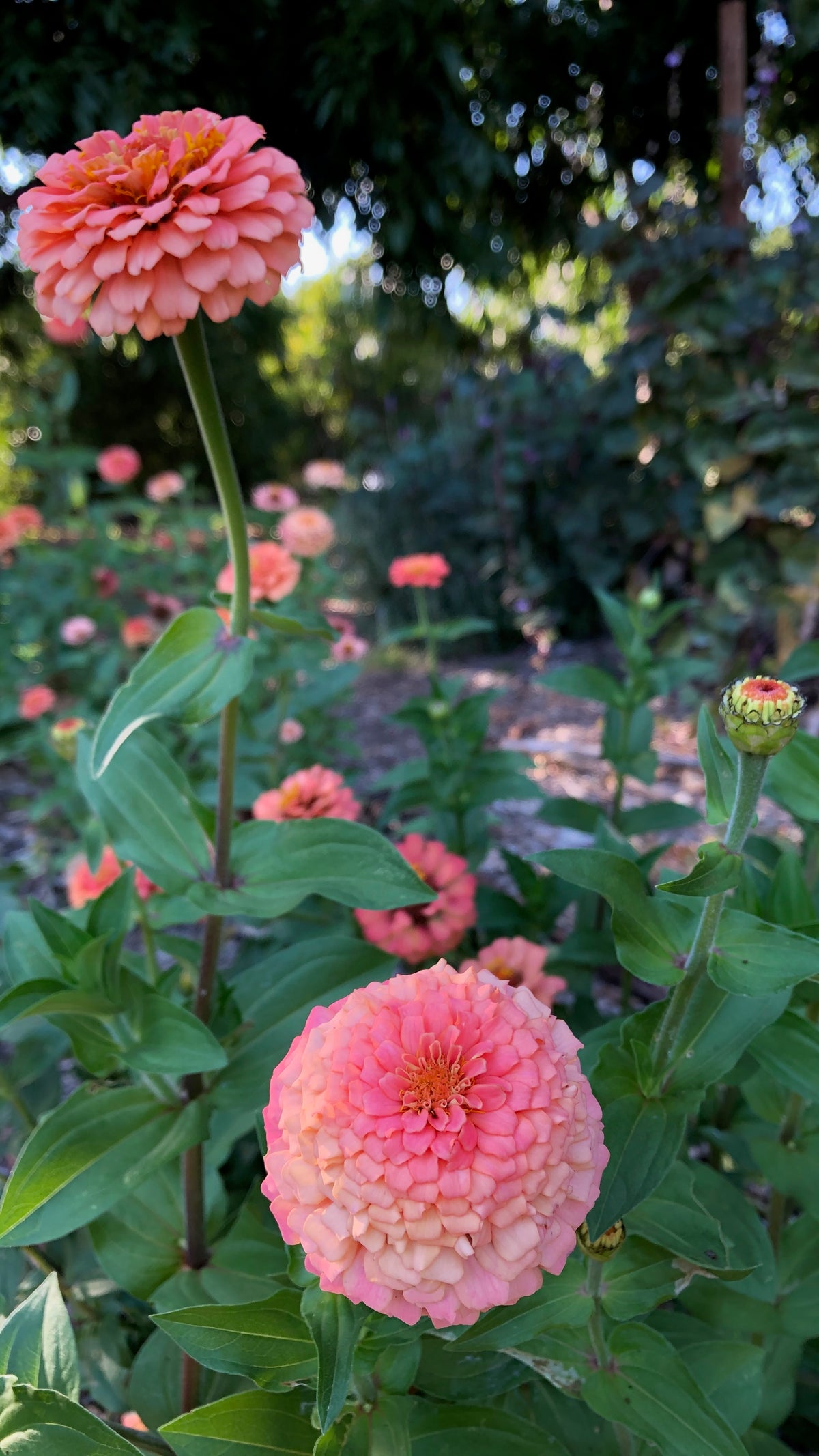 Oklahoma Salmon Zinnia Flower