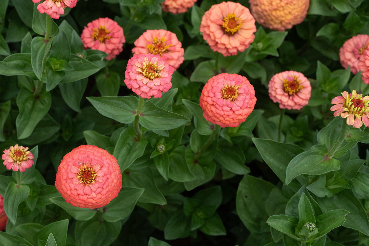 Oklahoma Salmon Zinnia Flower