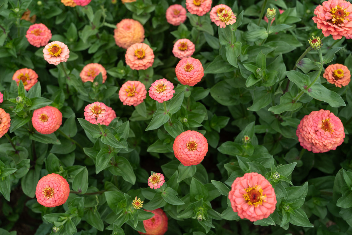 Oklahoma Salmon Zinnia Flower