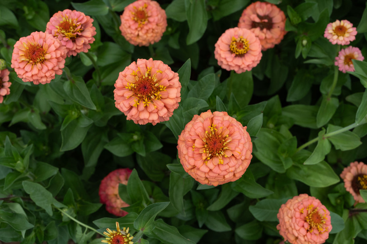 Oklahoma Salmon Zinnia Flower