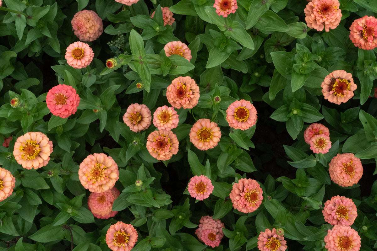 Oklahoma Salmon Zinnia Flower