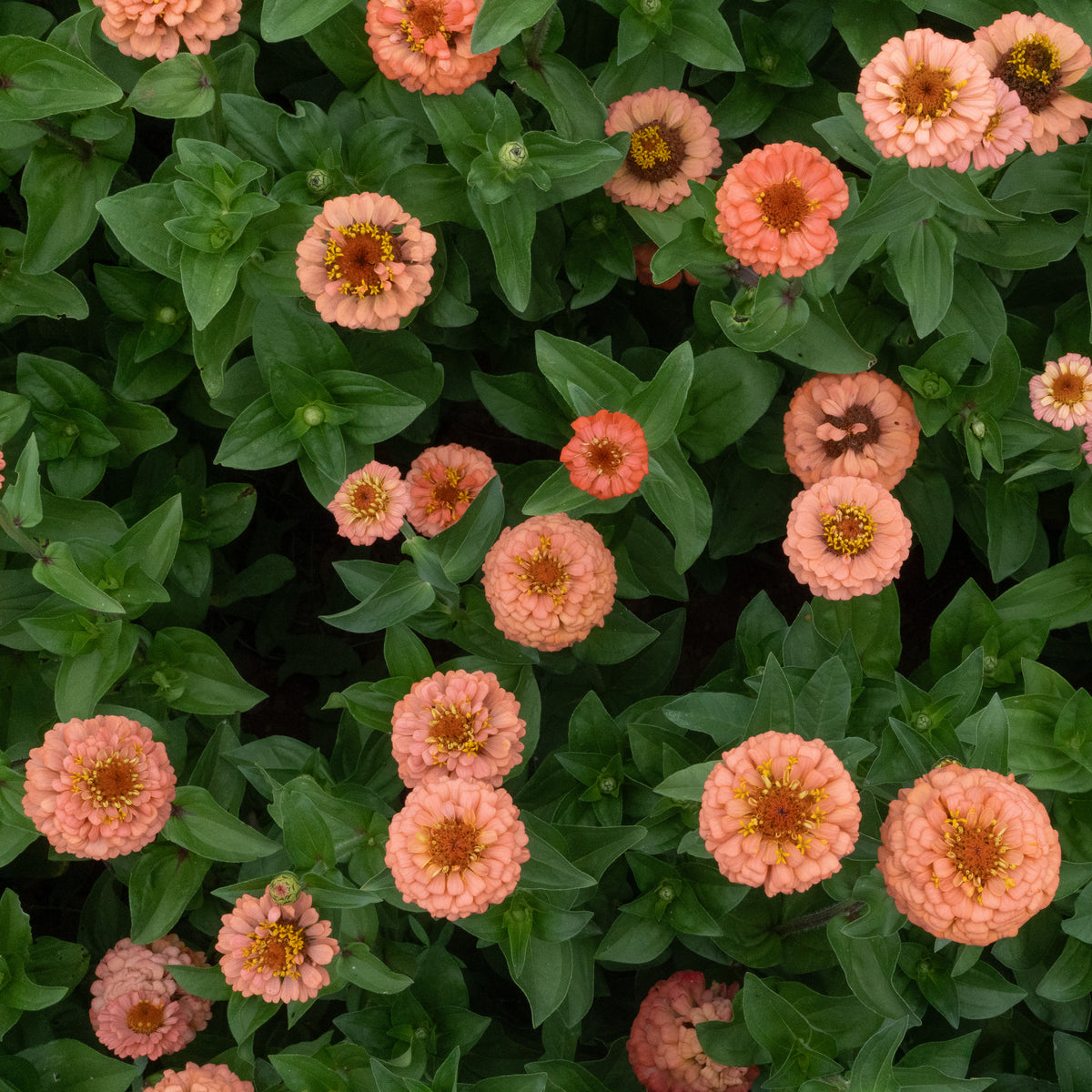 Oklahoma Salmon Zinnia Flower