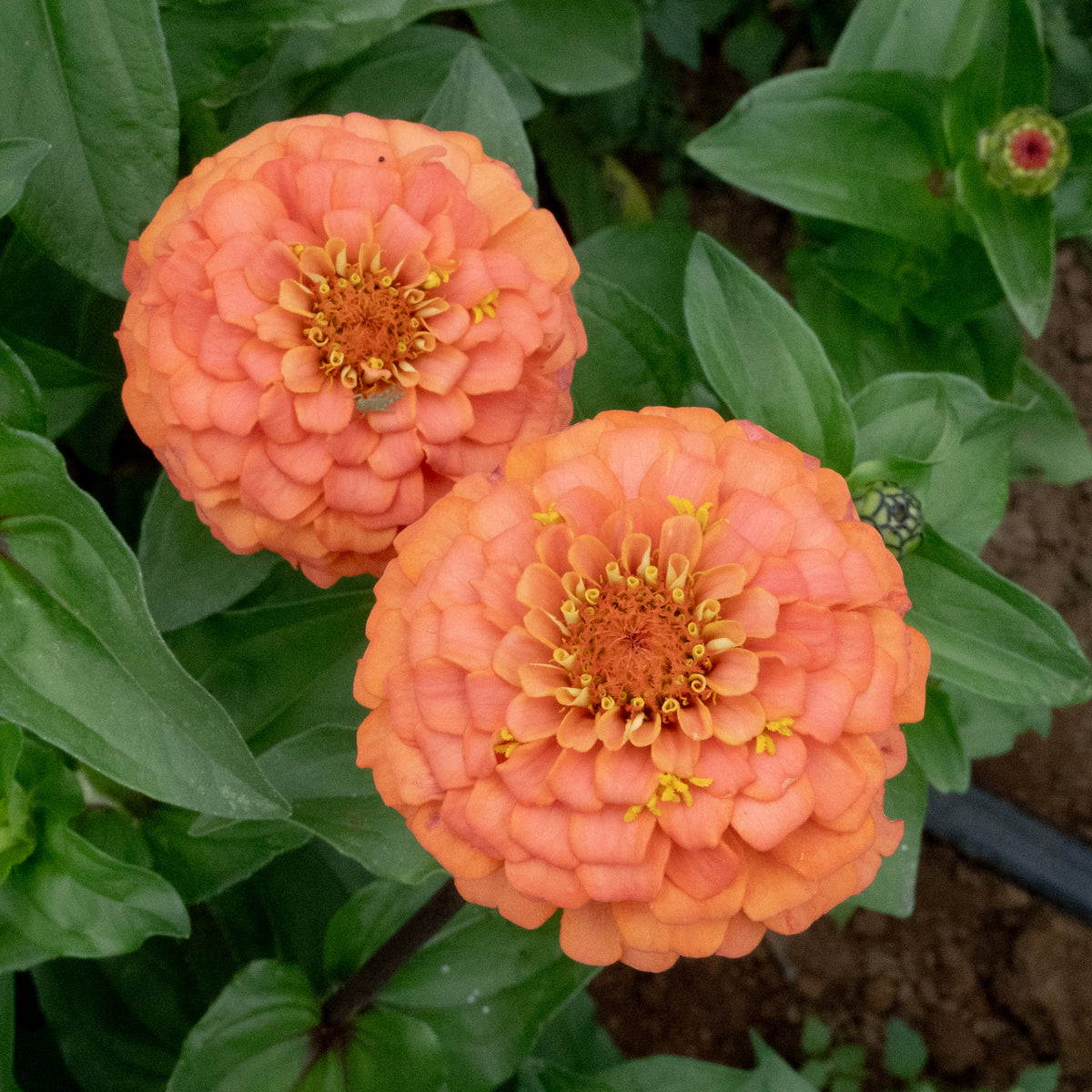 Oklahoma Salmon Zinnia Flower