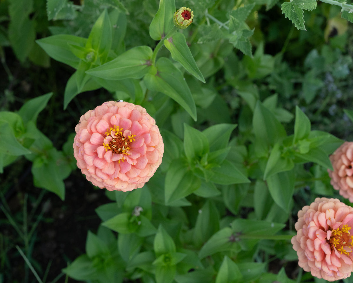 Oklahoma Salmon Zinnia Flower