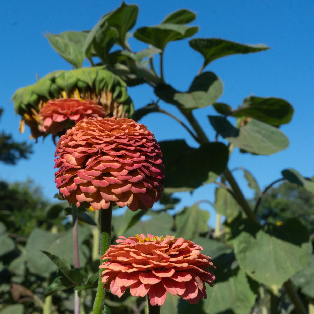 Oklahoma Salmon Zinnia Flower