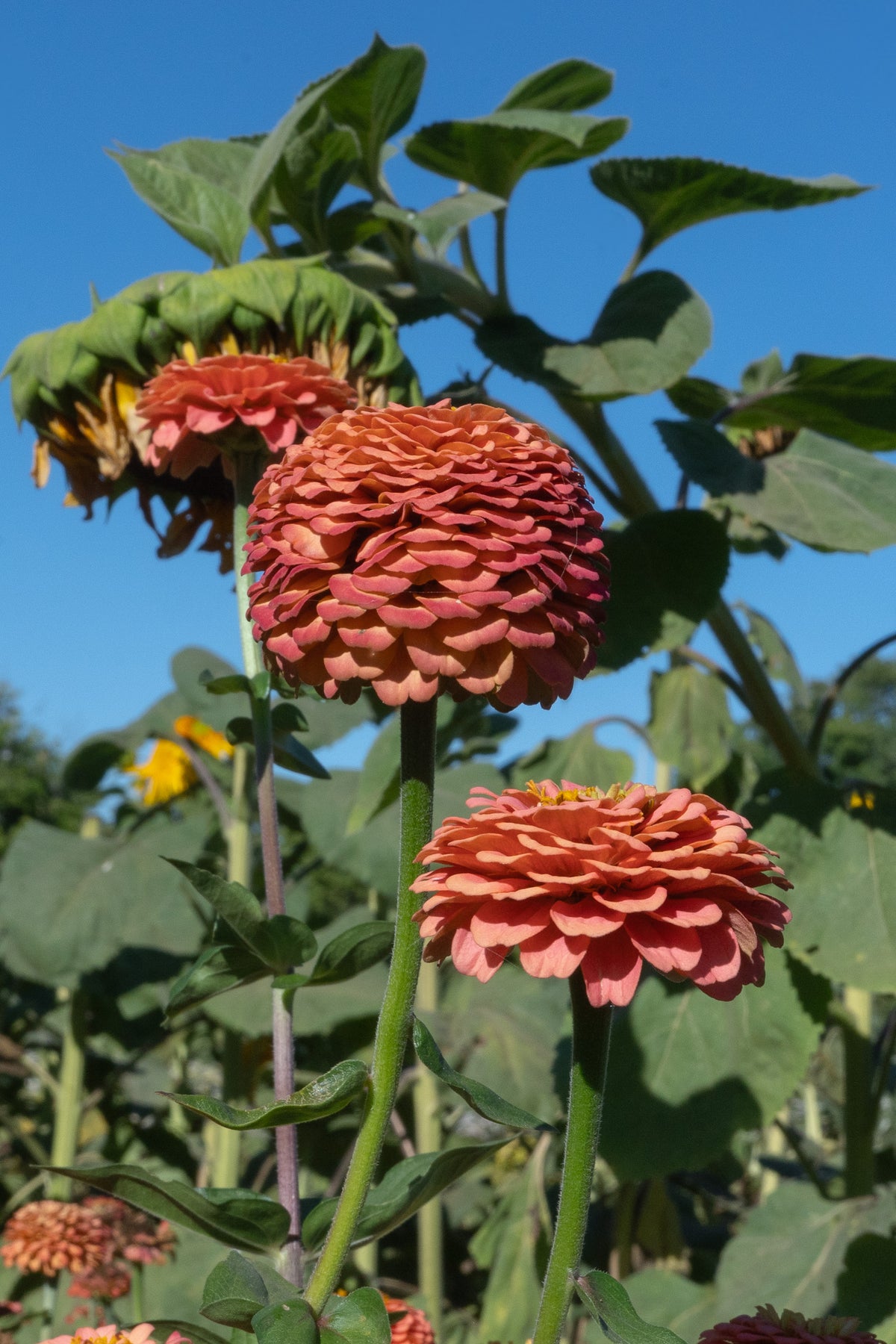 Oklahoma Salmon Zinnia Flower
