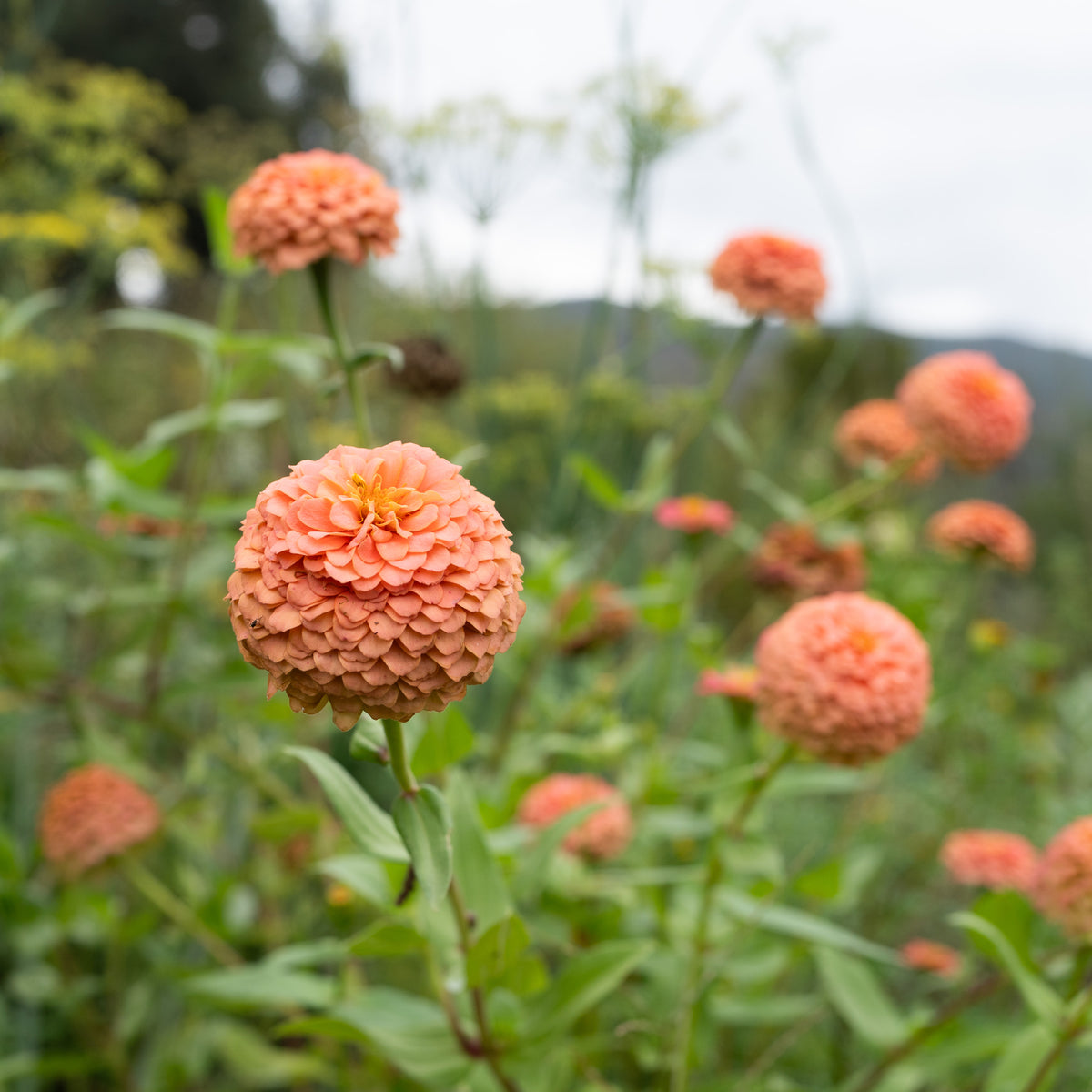 Oklahoma Salmon Zinnia Flower